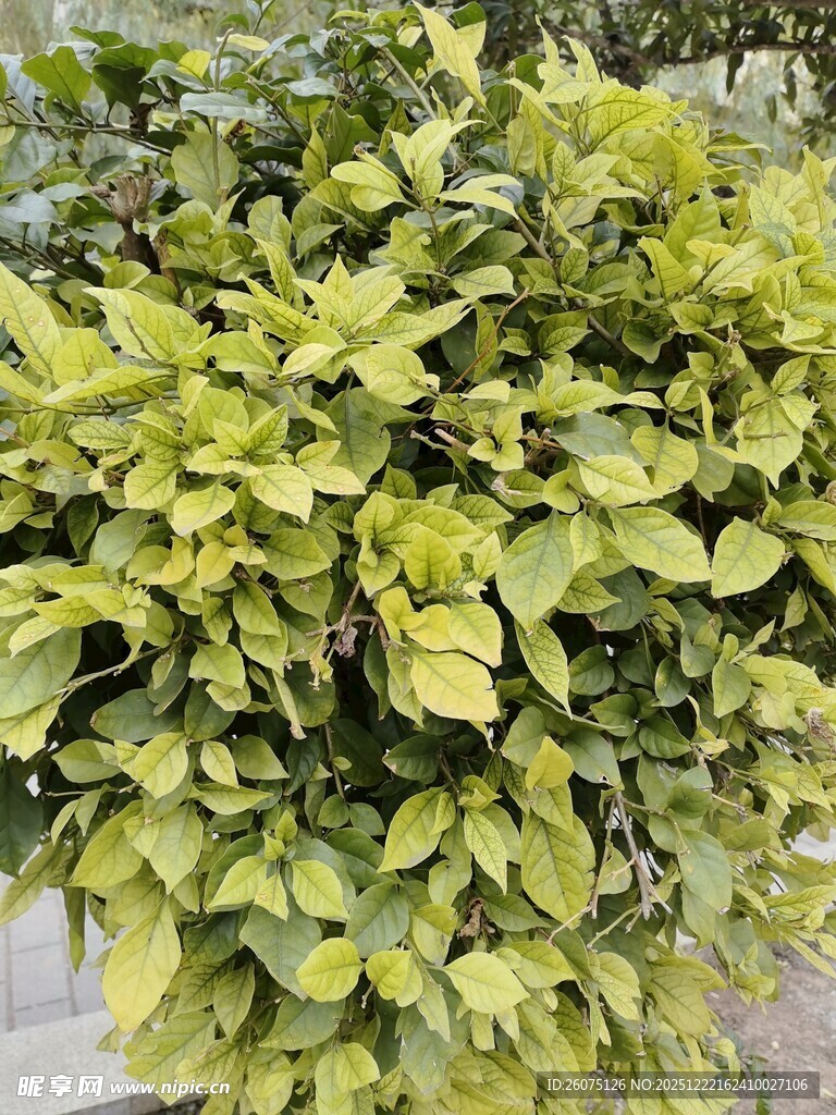 翠绿繁茂的斑斓叶片植物