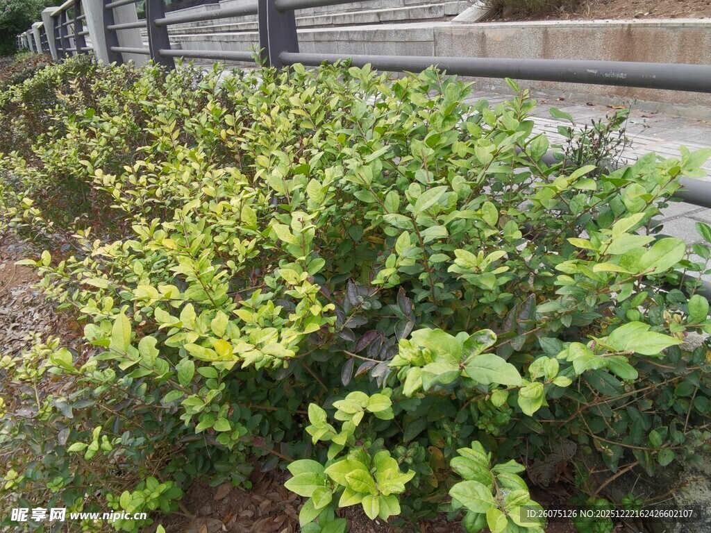 绿叶繁茂的灌木丛