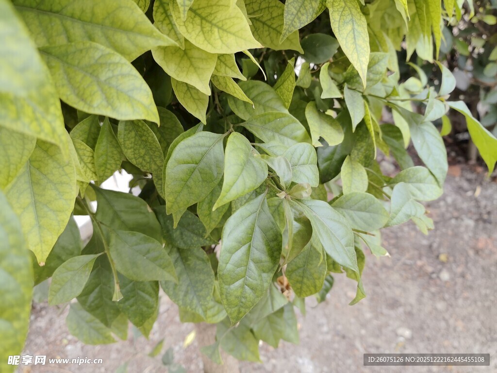 绿叶繁茂的攀缘植物