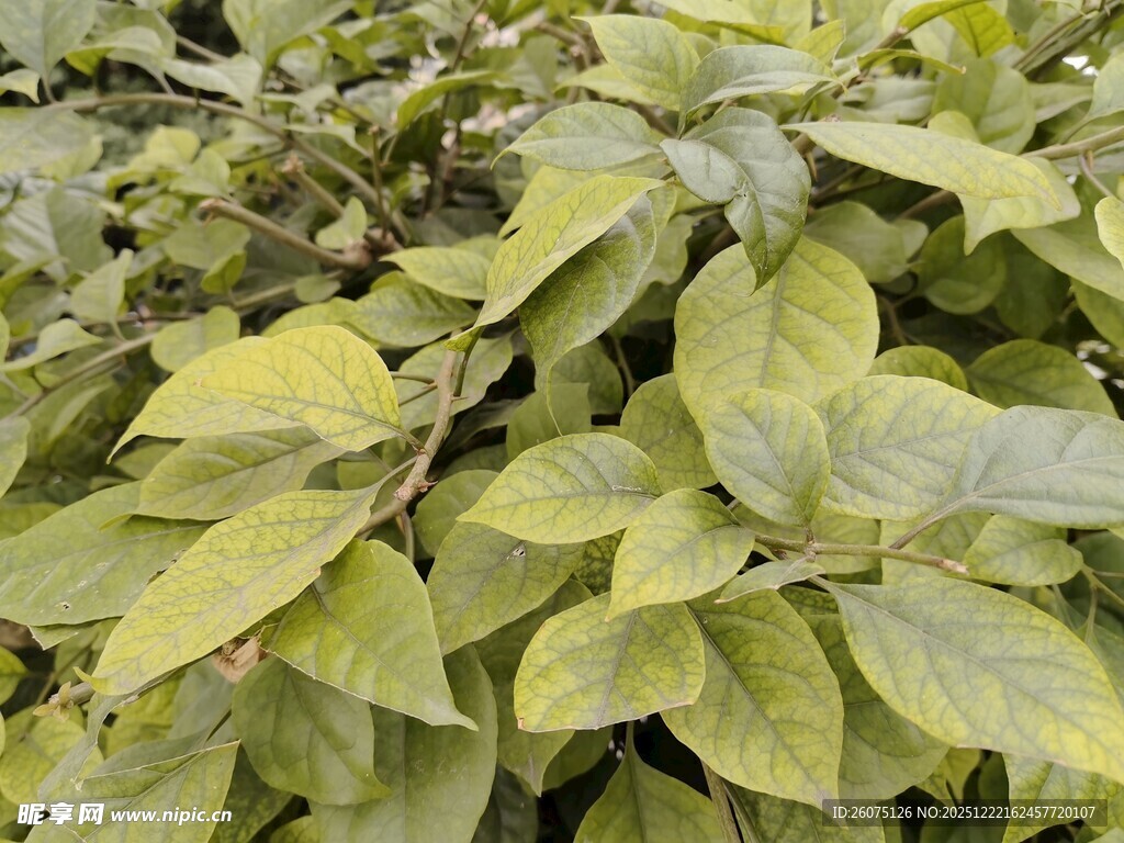 黄绿相间的繁茂树叶