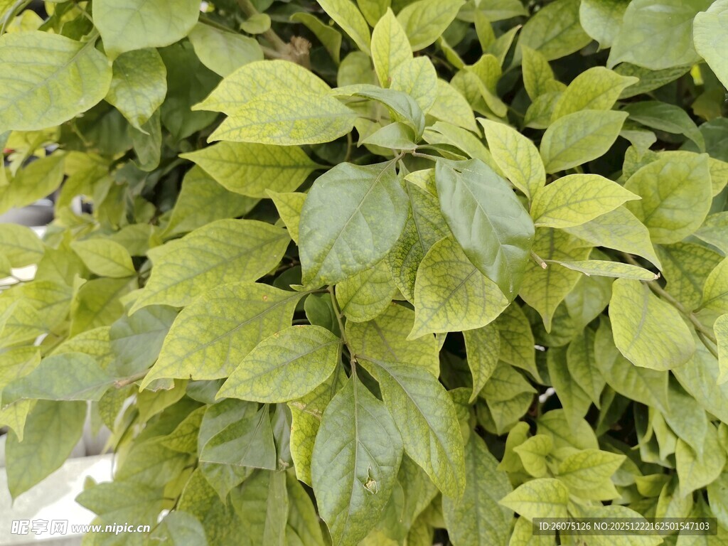翠绿繁茂的植物叶片