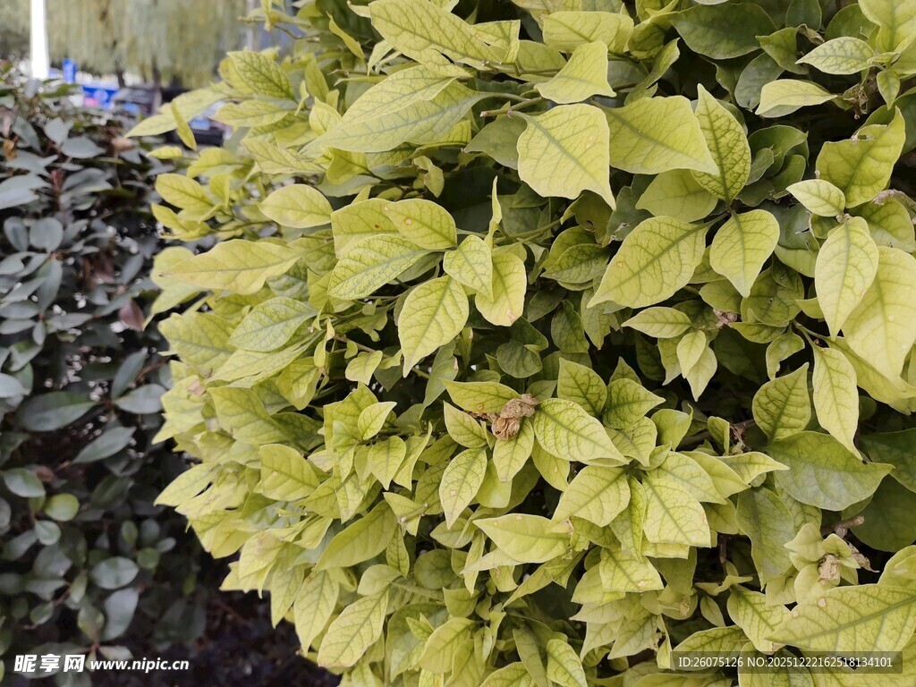 金黄叶片的绿植特写