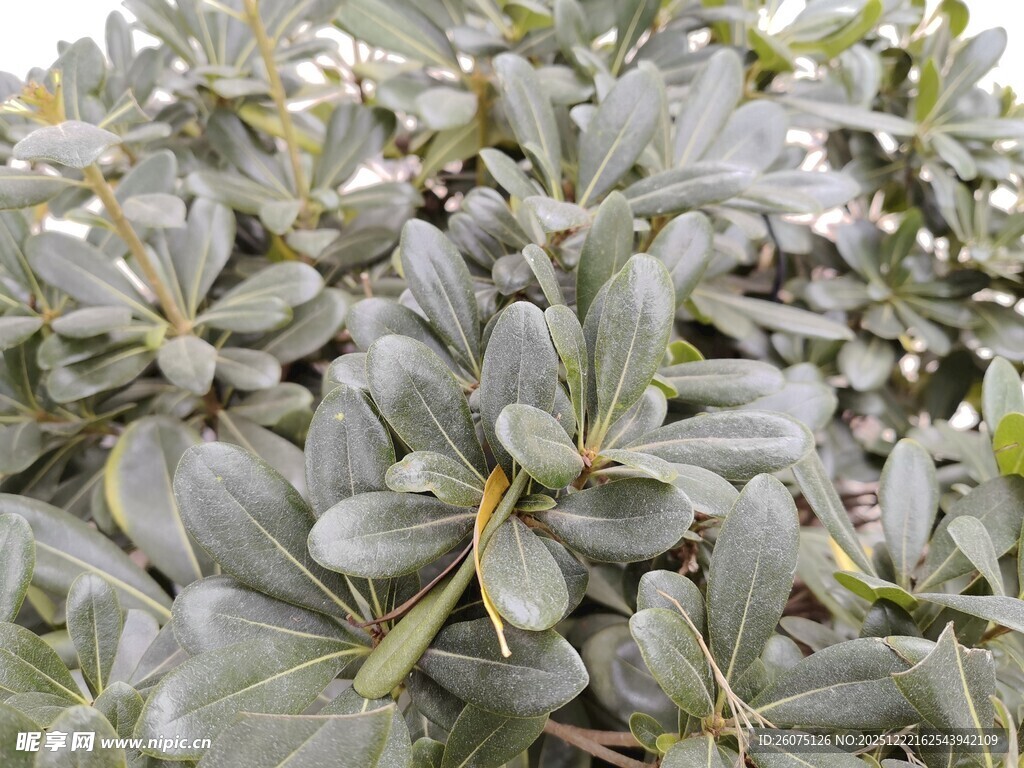 灰绿色叶片植物特写