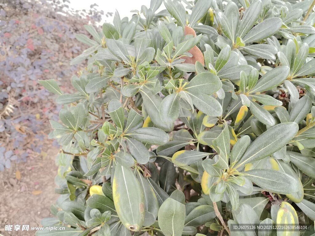 绿叶繁茂的植物景观