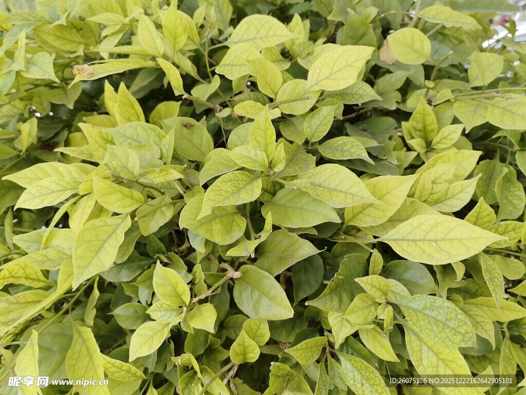 翠绿繁茂的植物叶片