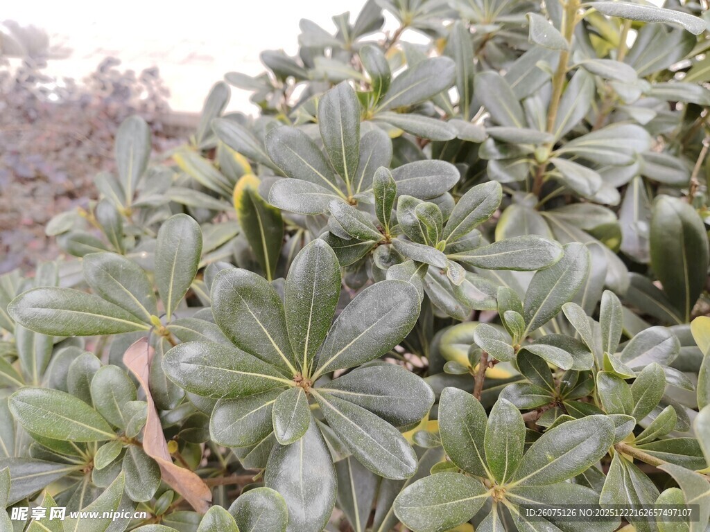绿叶茂盛的植物特写