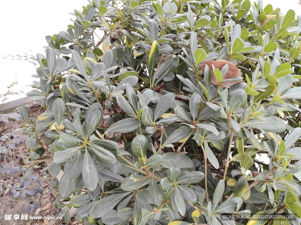 绿叶繁茂的植物景观