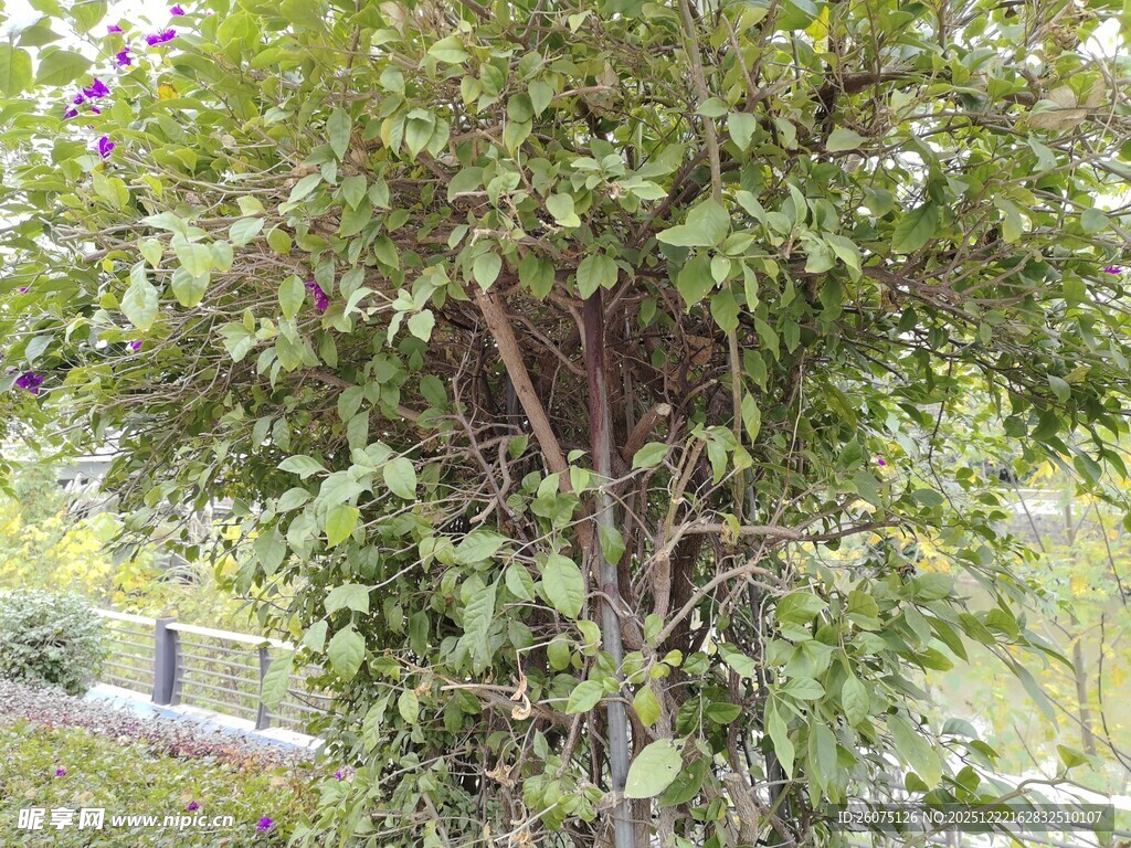 绿叶繁茂的树木