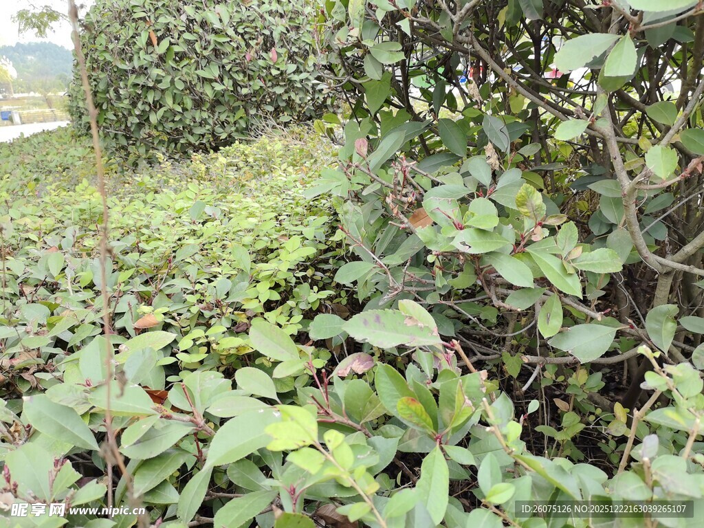 绿叶繁茂的植物景观