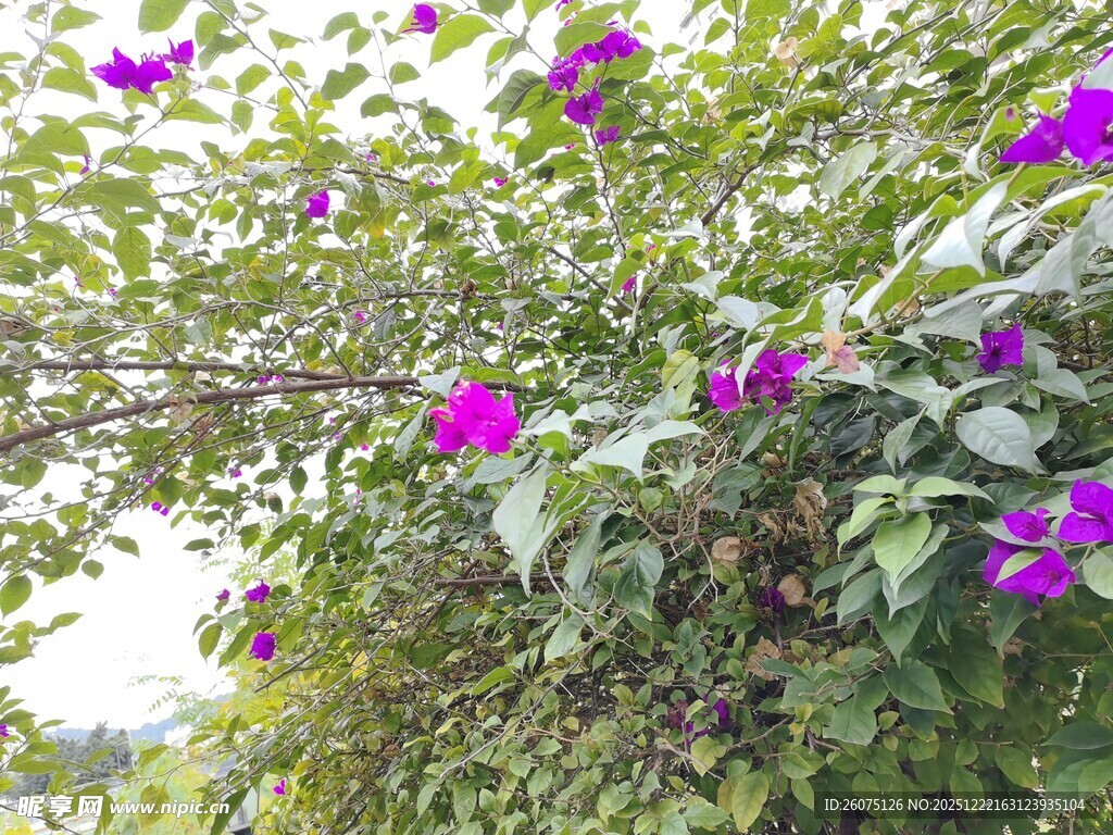 绽放的紫色牵牛花