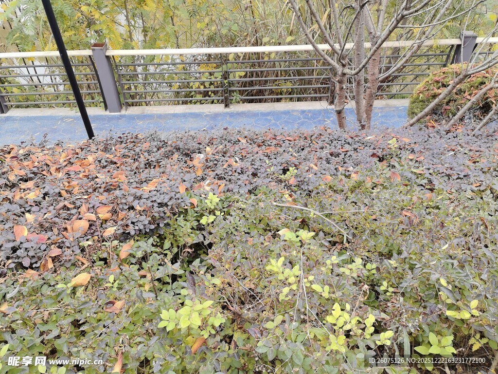 户外绿植景观一角