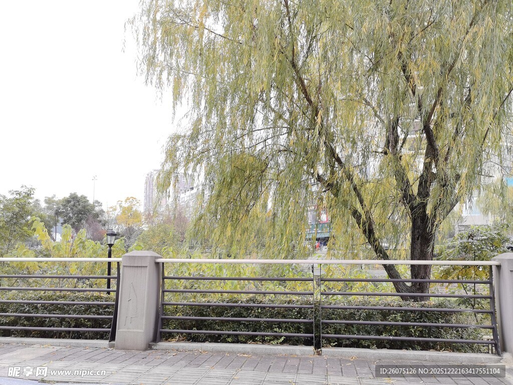 河畔垂柳宁静自然景致