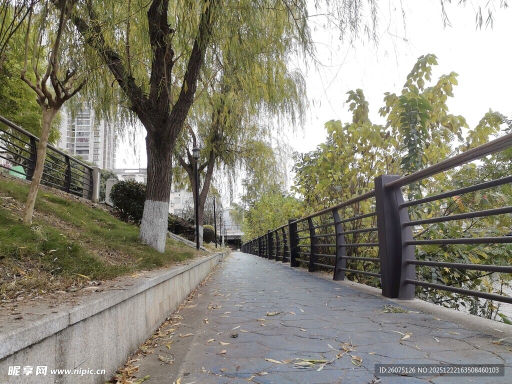 城市林荫步道风景