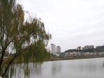 湖畔垂柳与远处城市景观