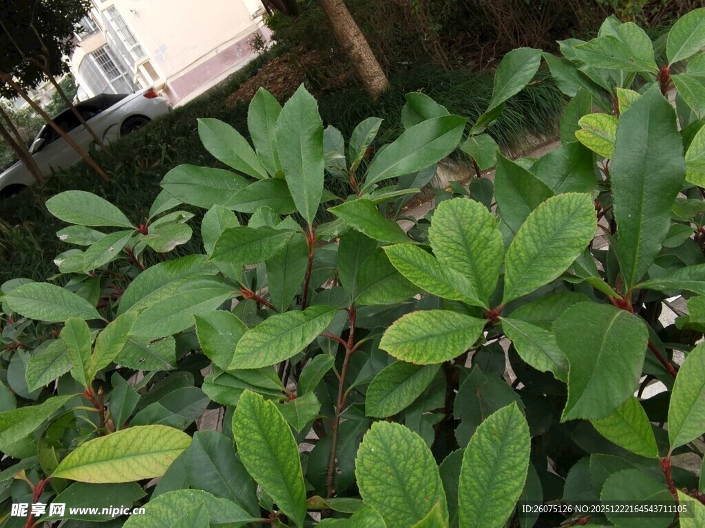 绿叶繁茂的植物景观