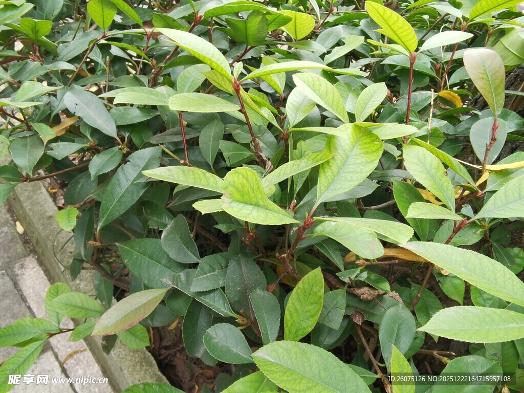 绿叶繁茂的植物景观