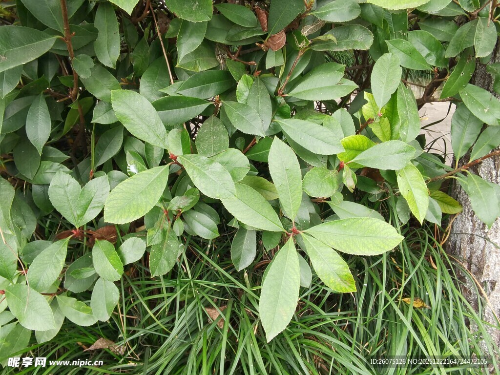 绿叶繁茂的植物景观