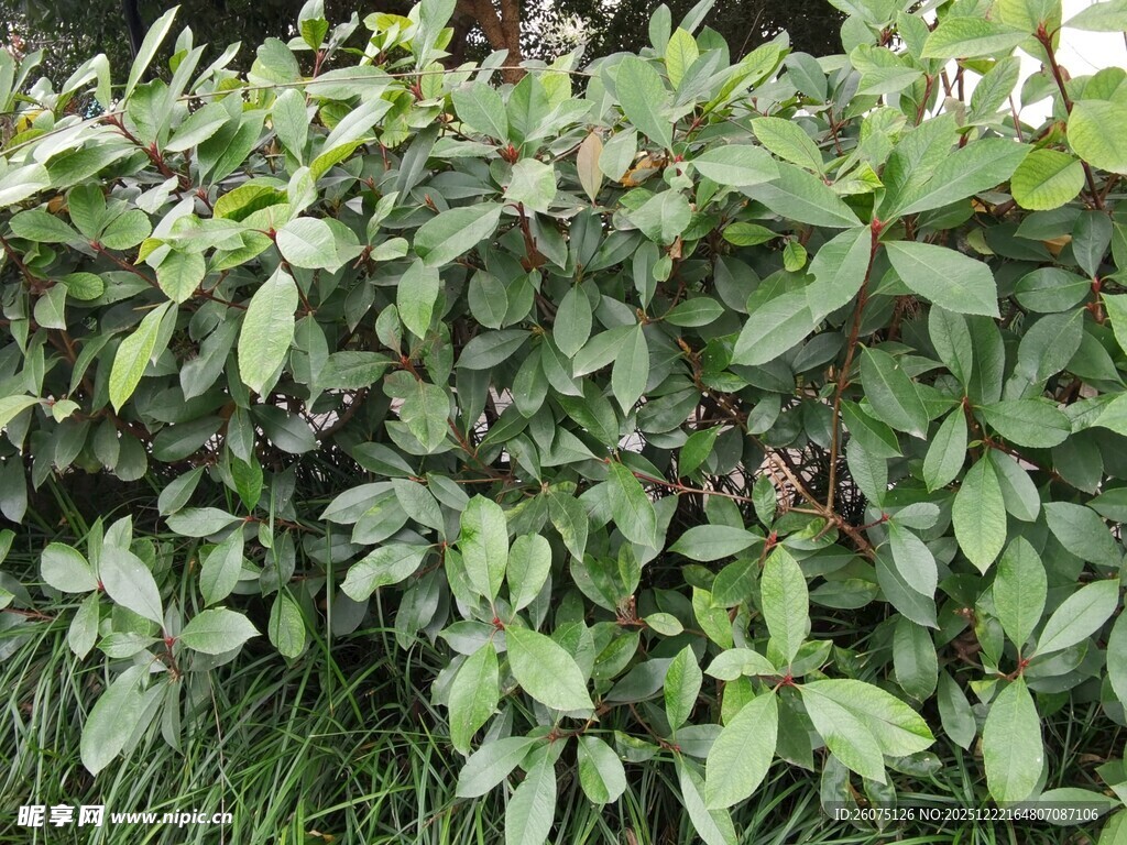 绿叶繁茂的植物景观