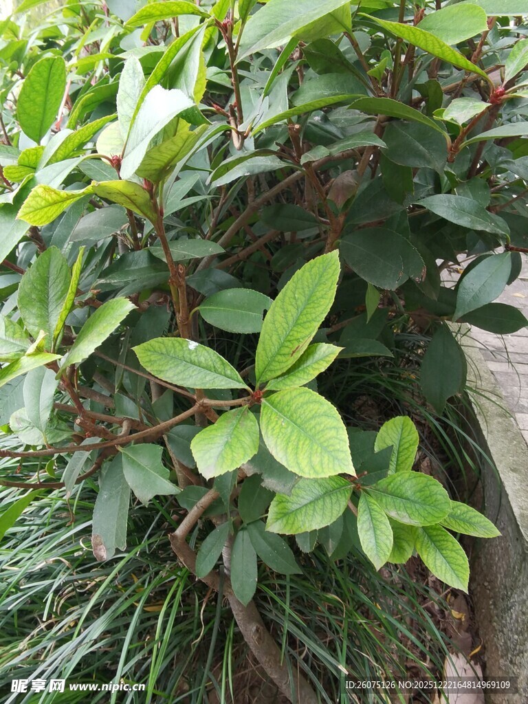 绿叶繁茂的植物景观