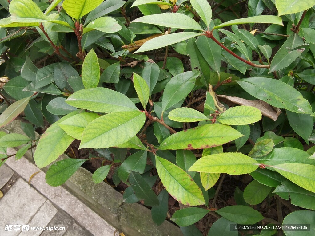 绿叶繁茂的盆栽植物