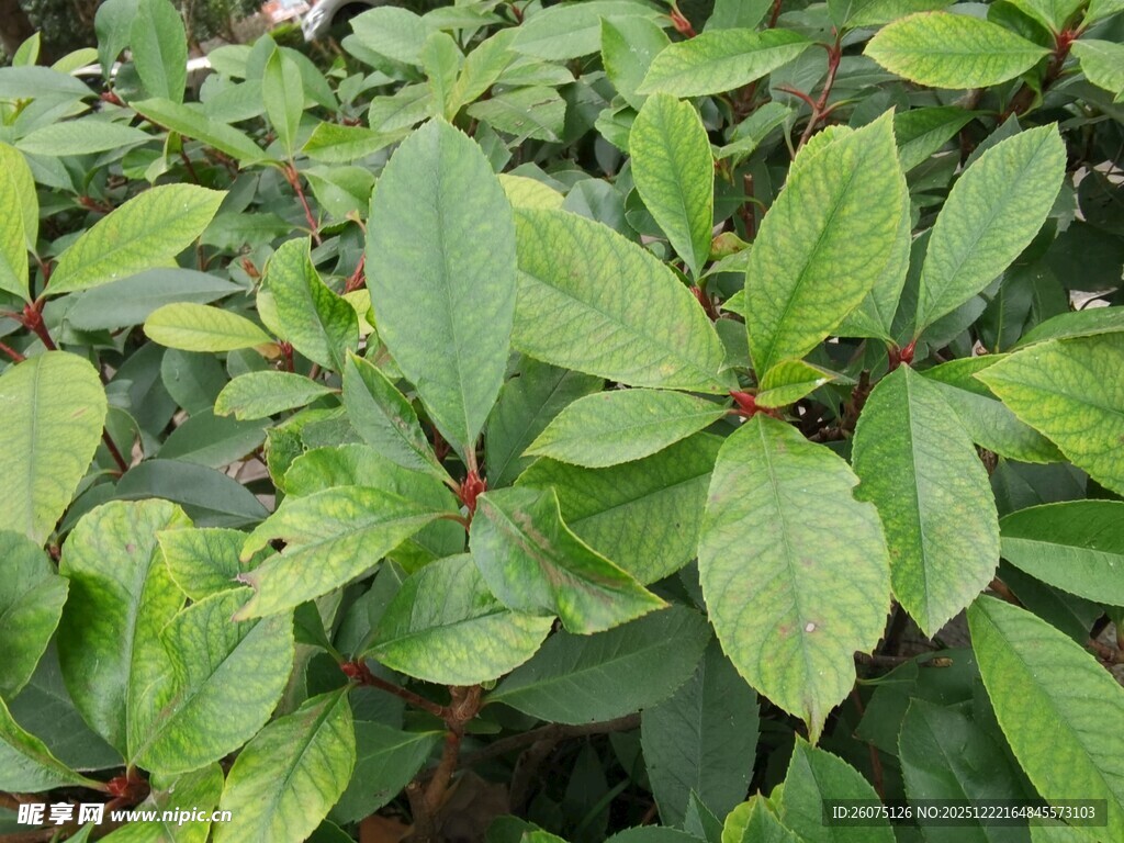 翠绿叶片的植物特写