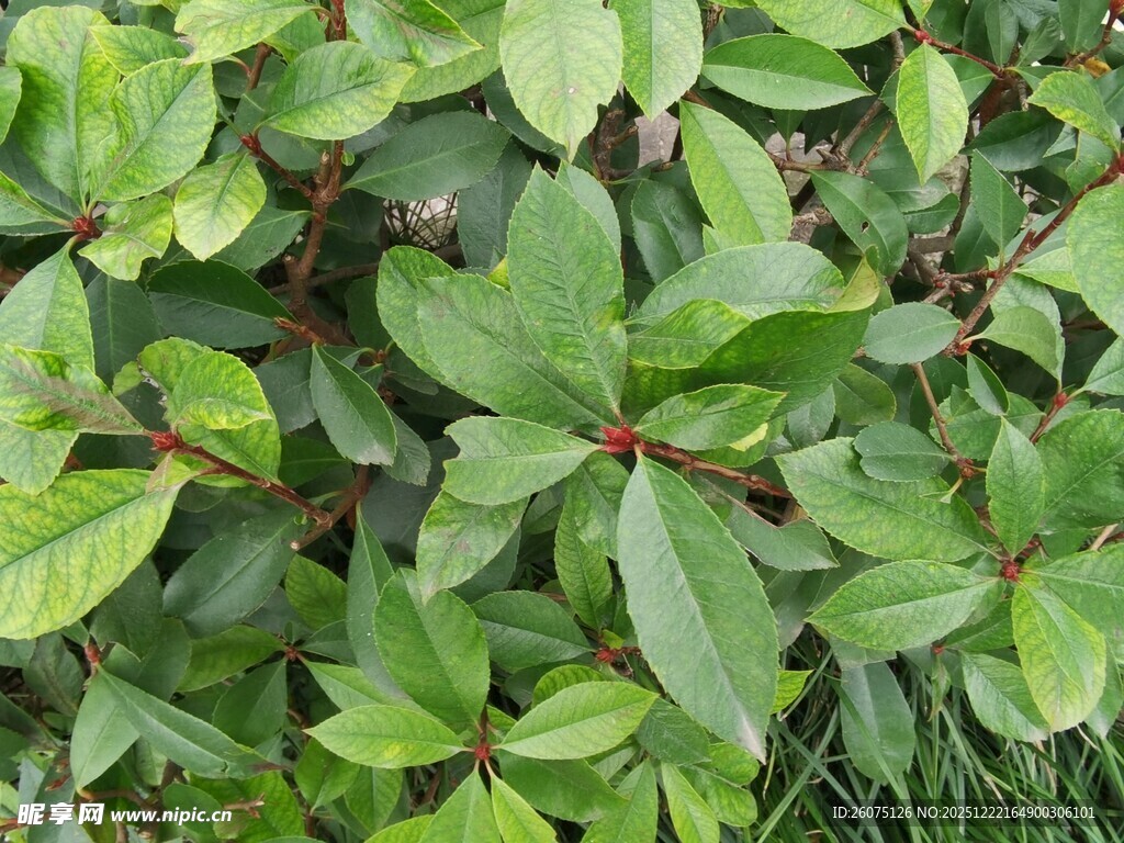 翠绿叶片植物特写