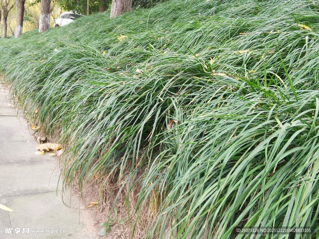 路边葱郁的绿色草丛
