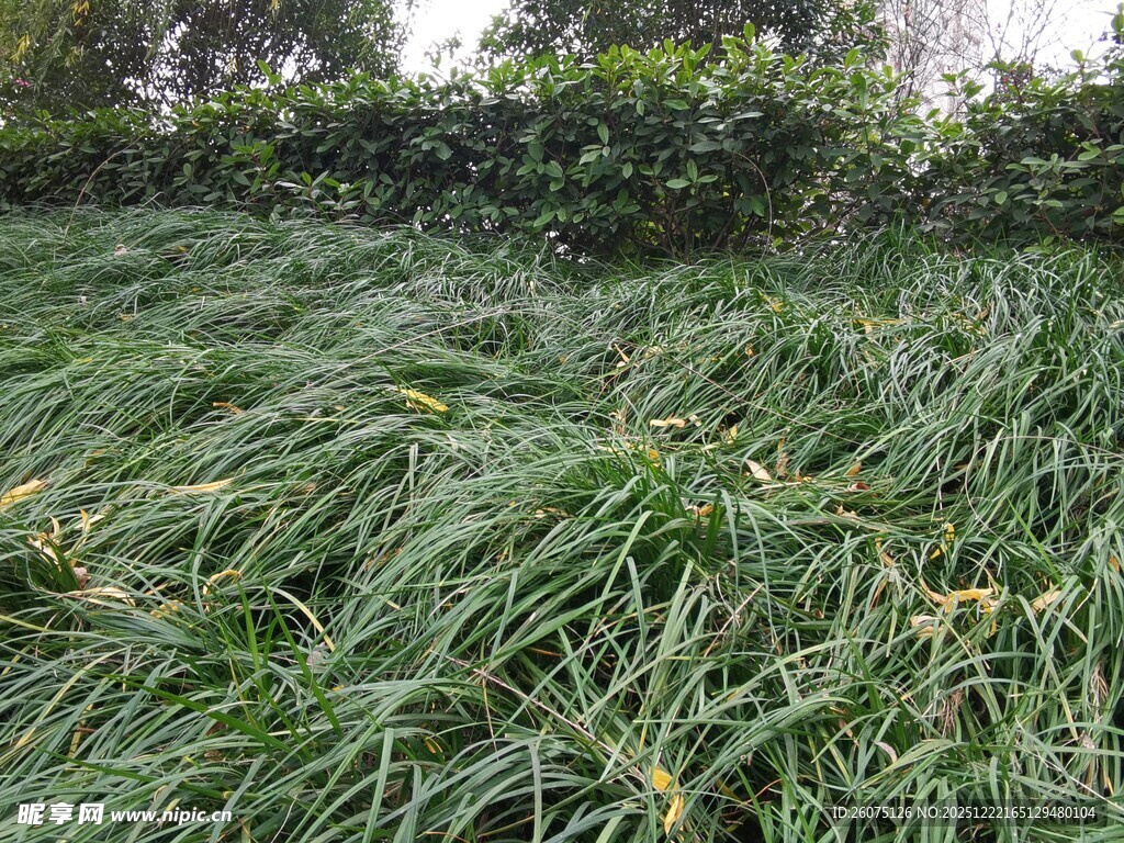 翠绿繁茂的草丛景观
