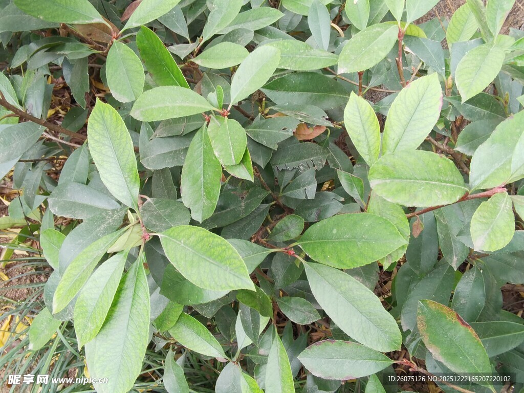 绿叶植物特写