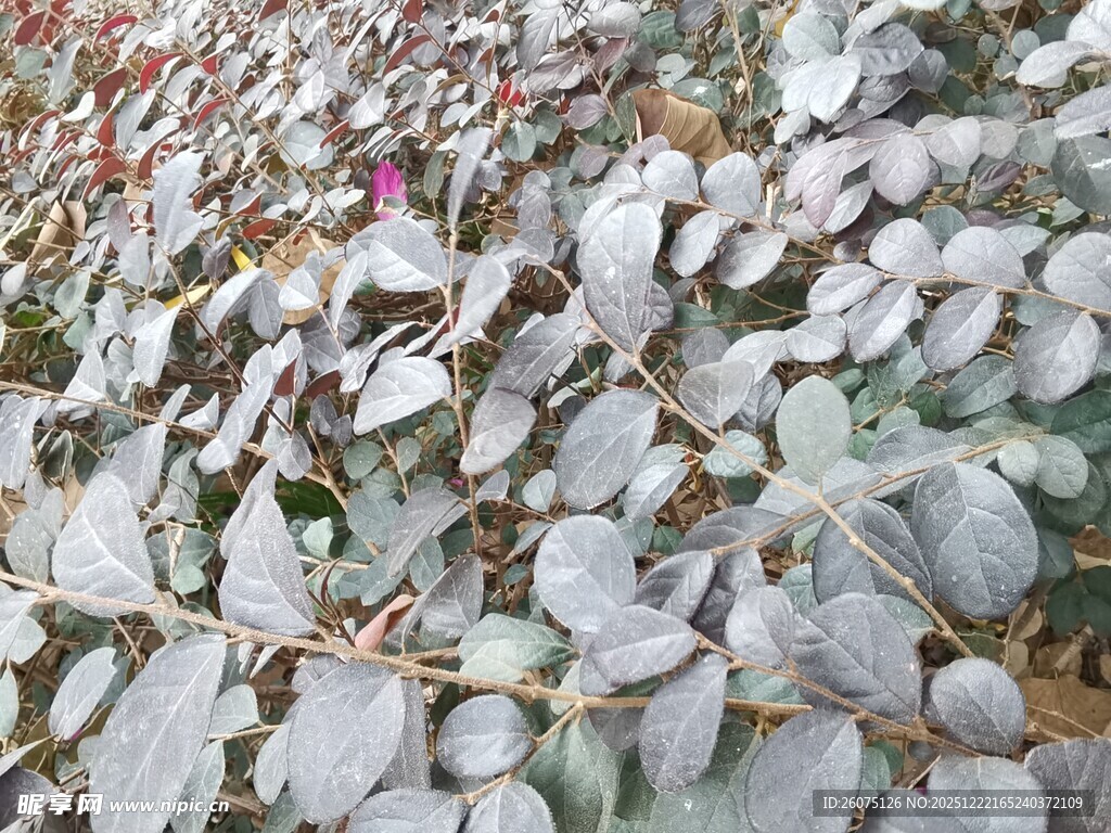 银叶桉植物特写