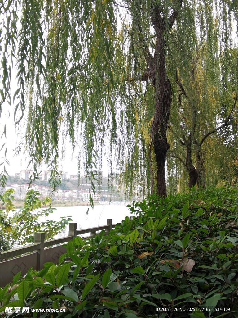 湖畔垂柳绿意盎然景色美