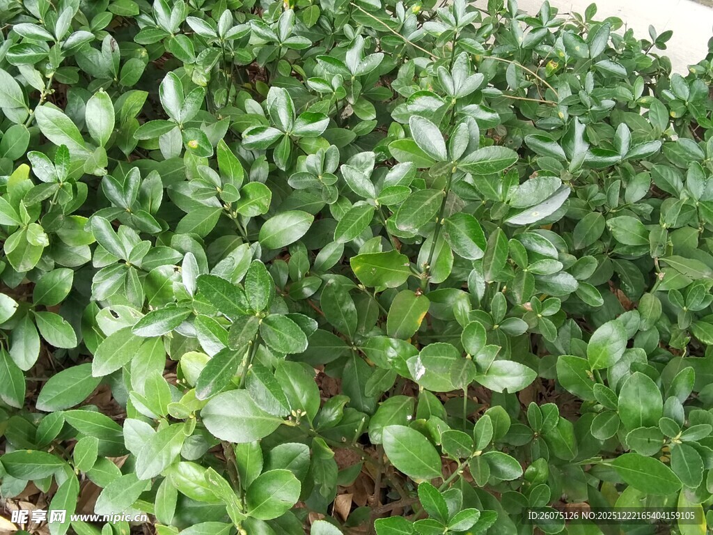 翠绿繁茂的灌木丛