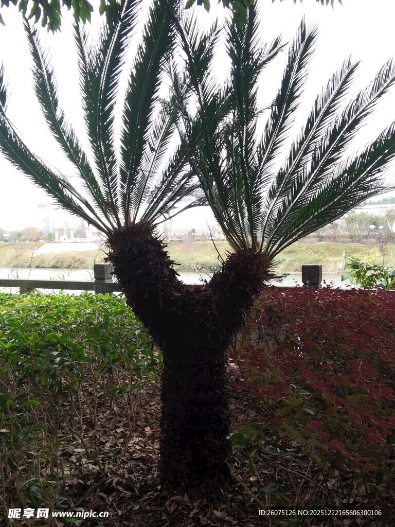 奇特造型的双干铁树