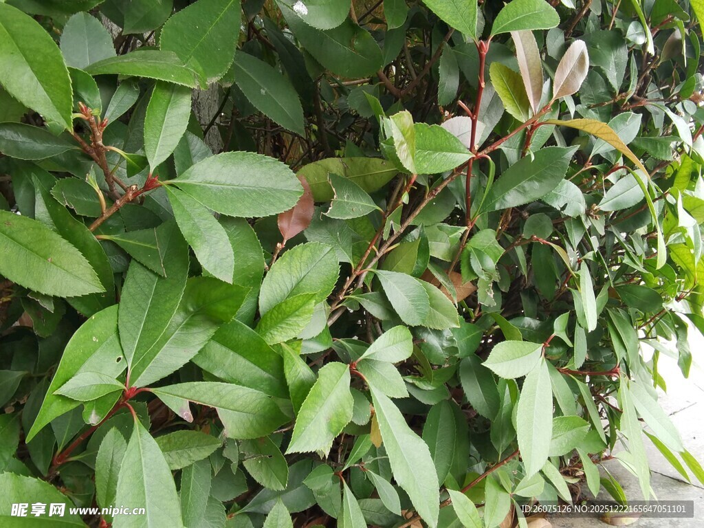 翠绿繁茂的植物叶片