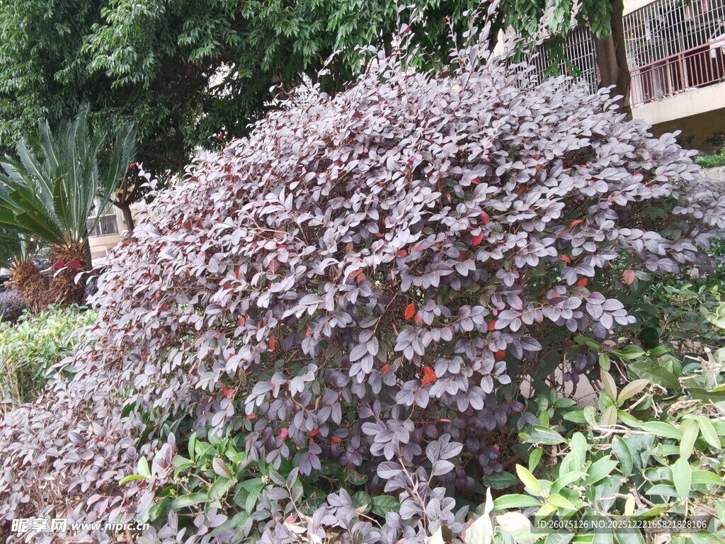 紫叶灌木庭院中的一抹亮色