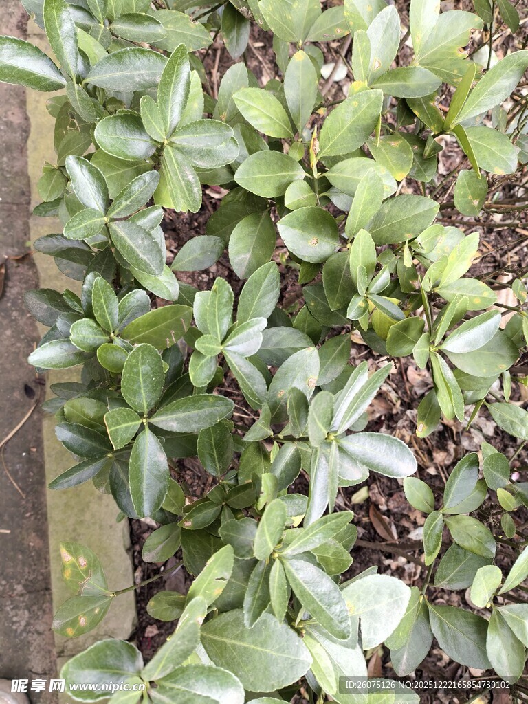 绿叶繁茂的植物景观