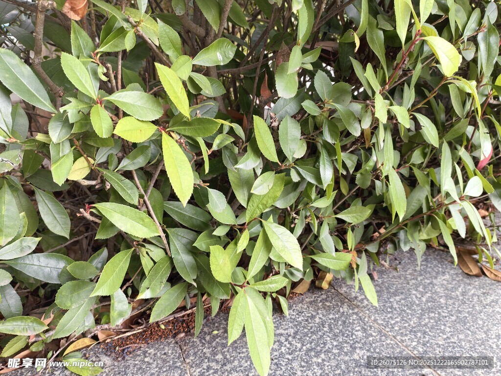 翠绿繁茂的植物景观