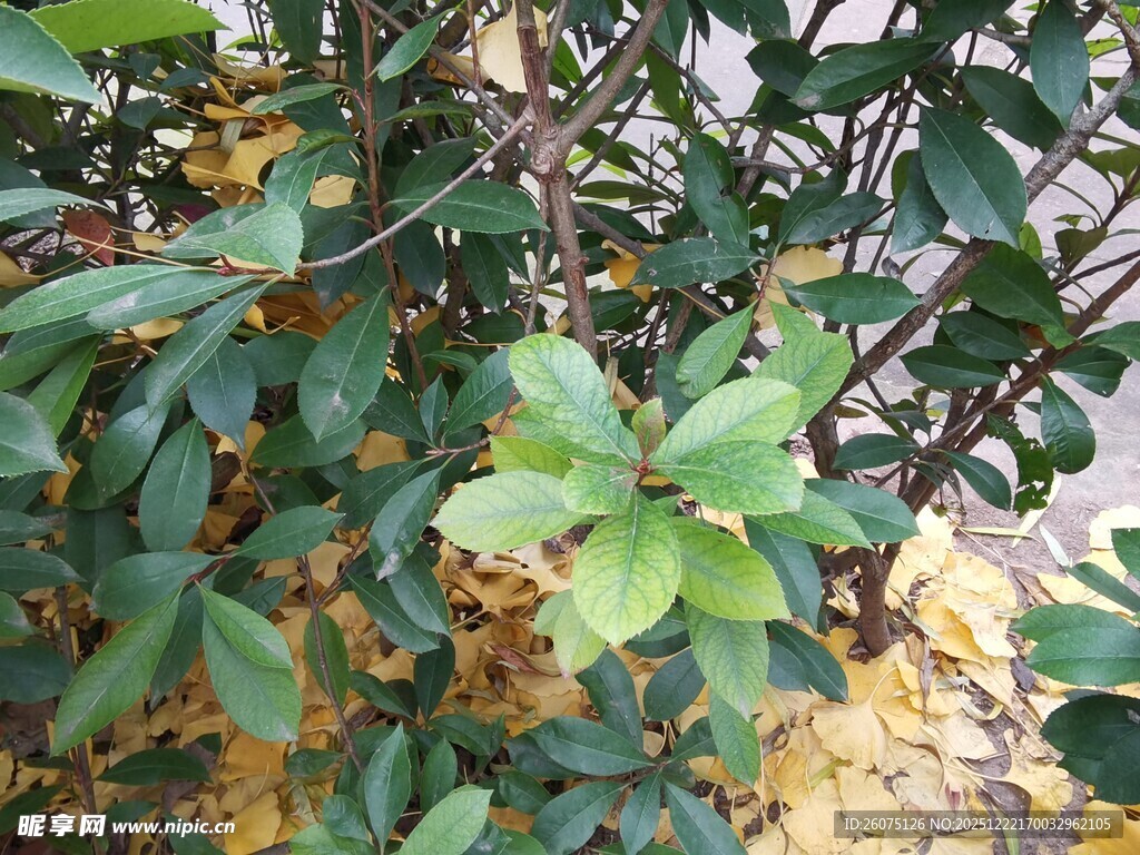 绿叶繁茂的植物景观