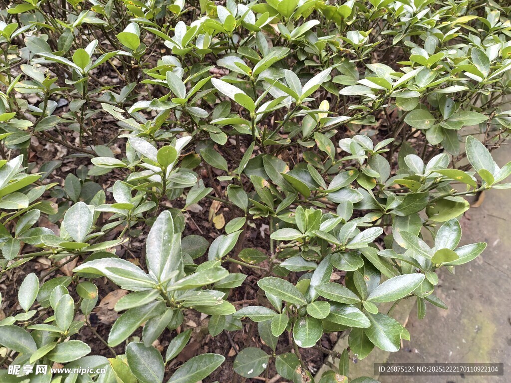 绿叶繁茂的植物景观