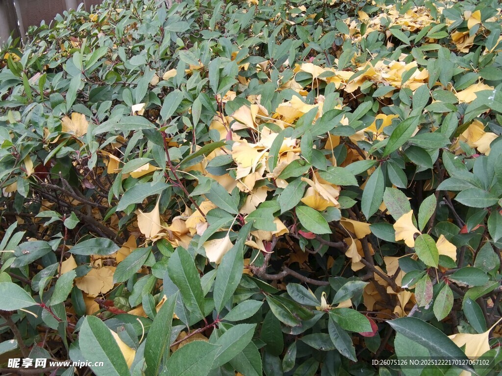 绿叶间的黄色花朵绽放