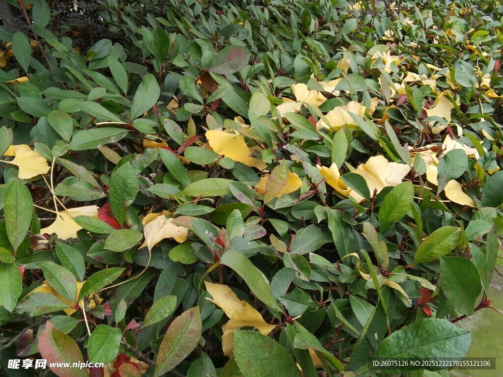 绿叶间的黄色花朵景观