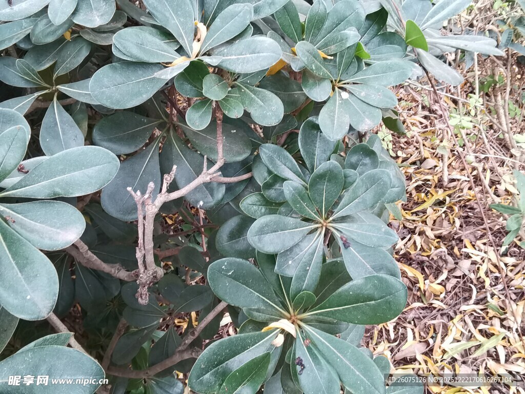 绿叶繁茂的植物景观