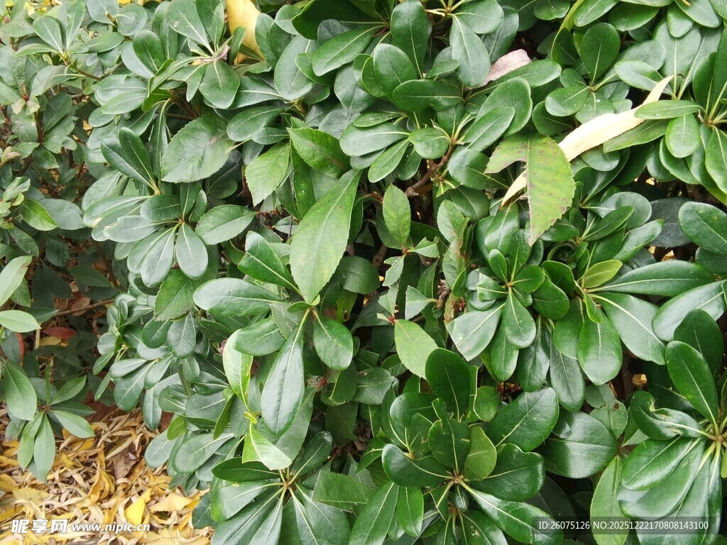 绿叶繁茂的植物景观