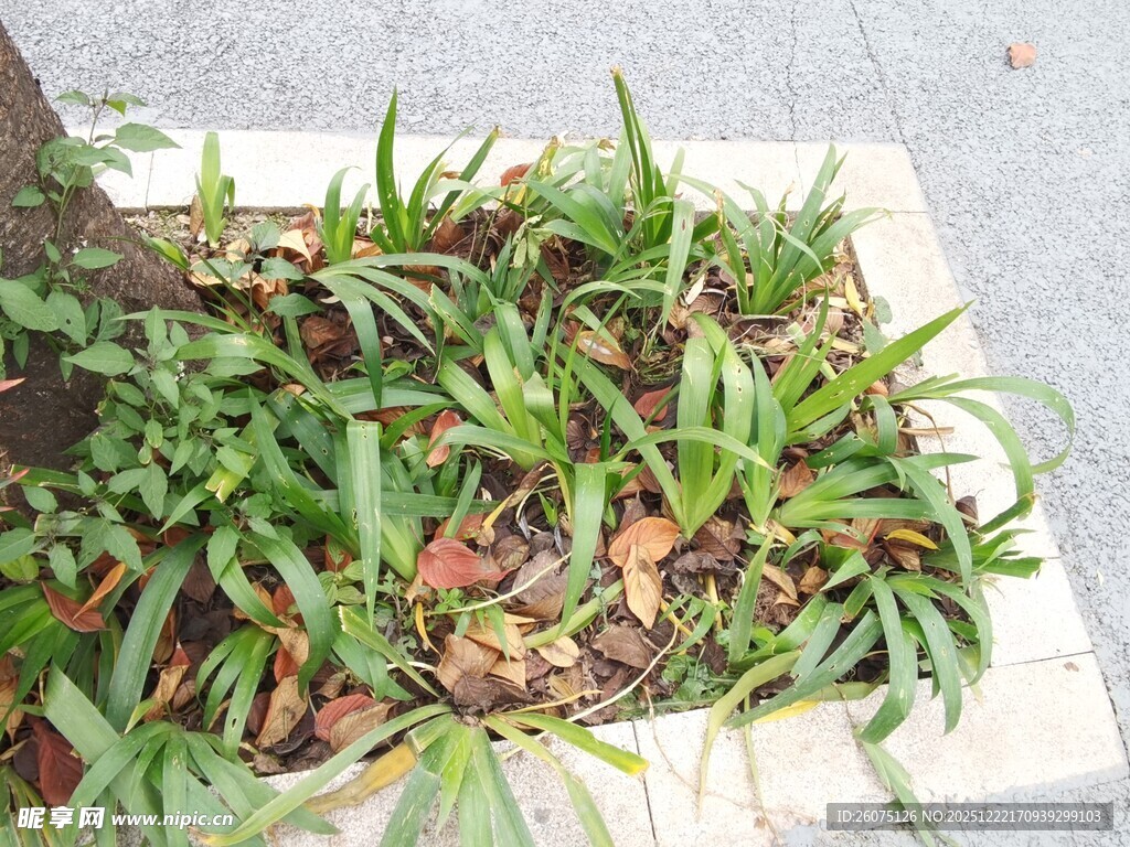 花坛中的绿植与落叶