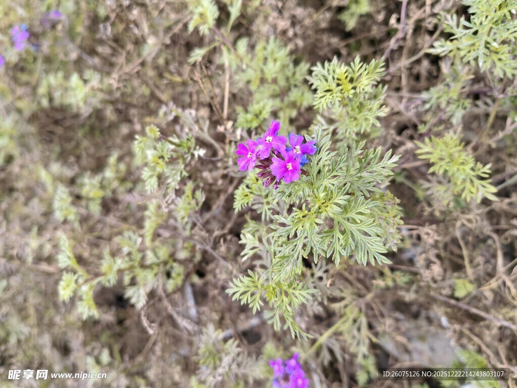 紫色小花绽放于草丛中
