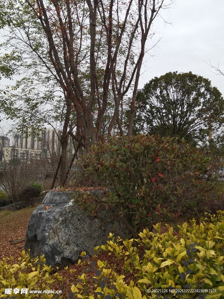 园林景致中的巨石与绿植