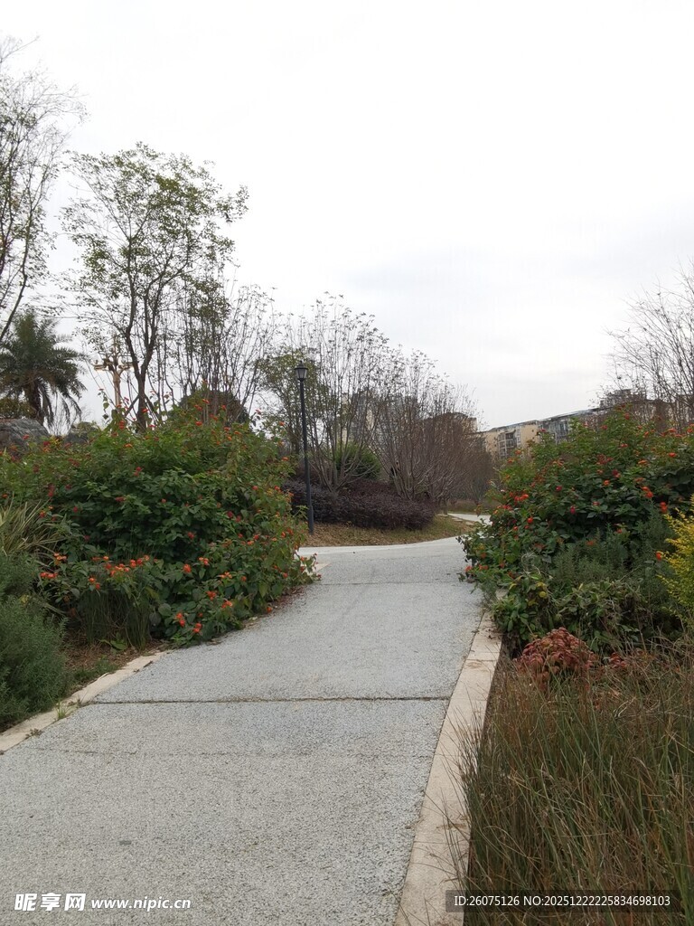 林间小径静谧自然之景