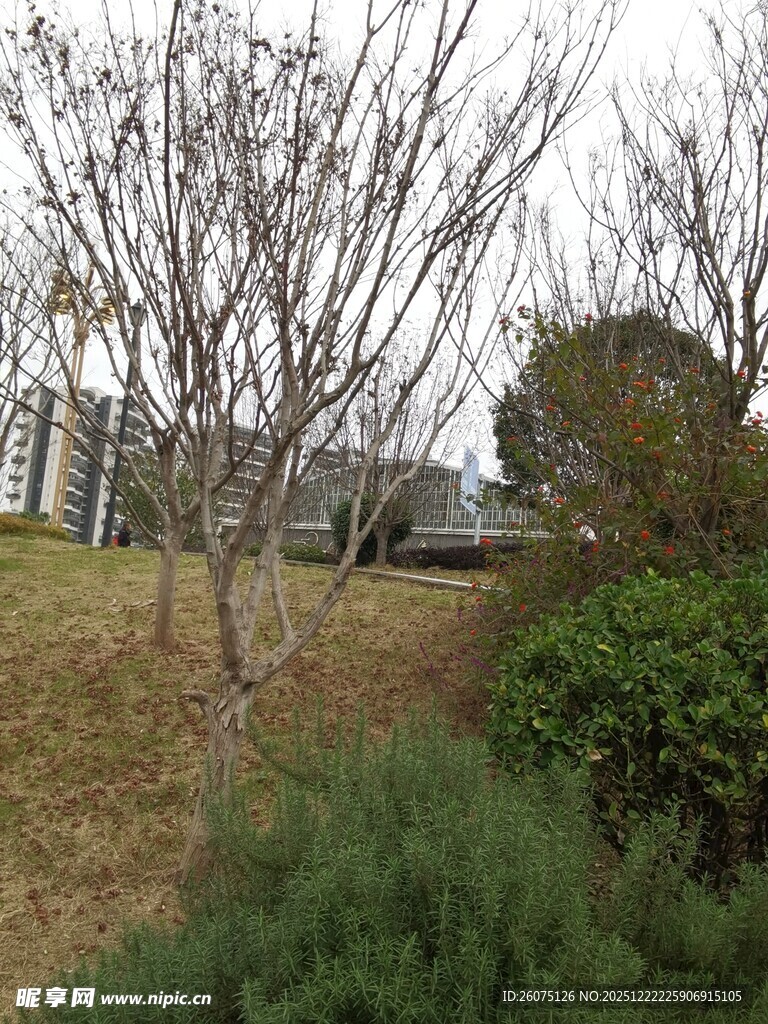 冬日城郊萧瑟树木景观