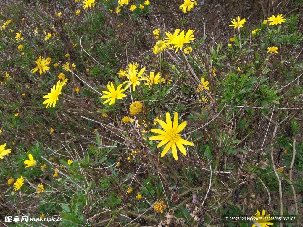 野外绽放的黄色小花