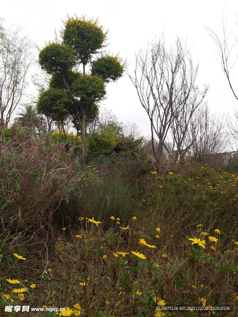 野外黄花与树木景观